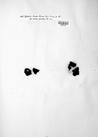 Annulohypoxylon multiforme image
